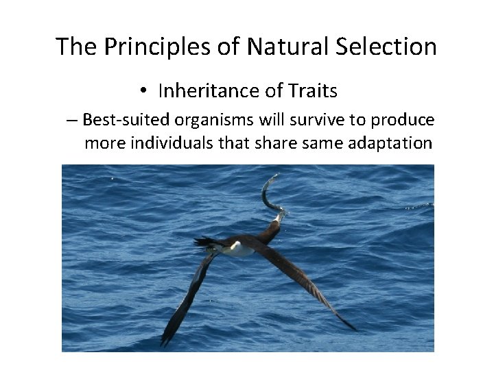 The Principles of Natural Selection • Inheritance of Traits – Best-suited organisms will survive