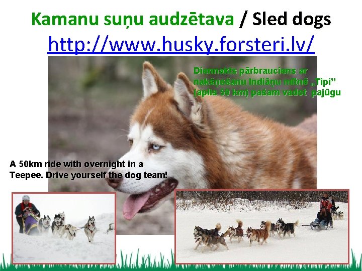 Kamanu suņu audzētava / Sled dogs http: //www. husky. forsteri. lv/ Diennakts pārbrauciens ar
