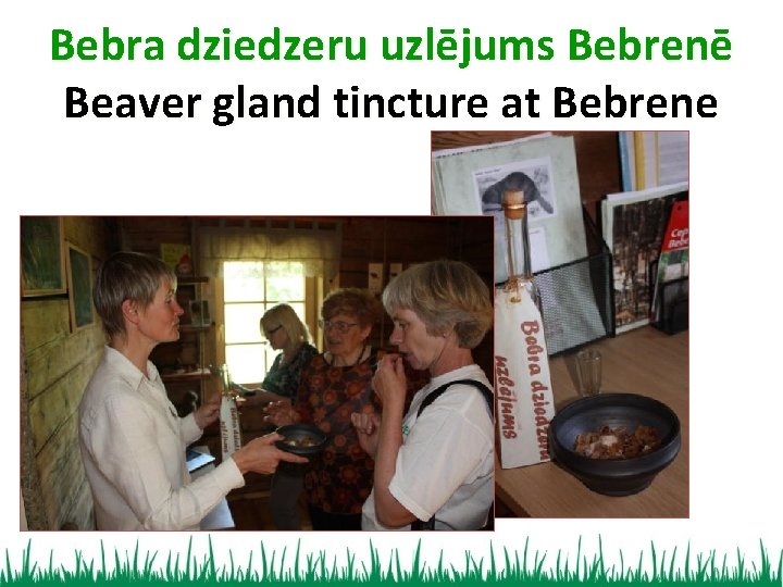 Bebra dziedzeru uzlējums Bebrenē Beaver gland tincture at Bebrene 