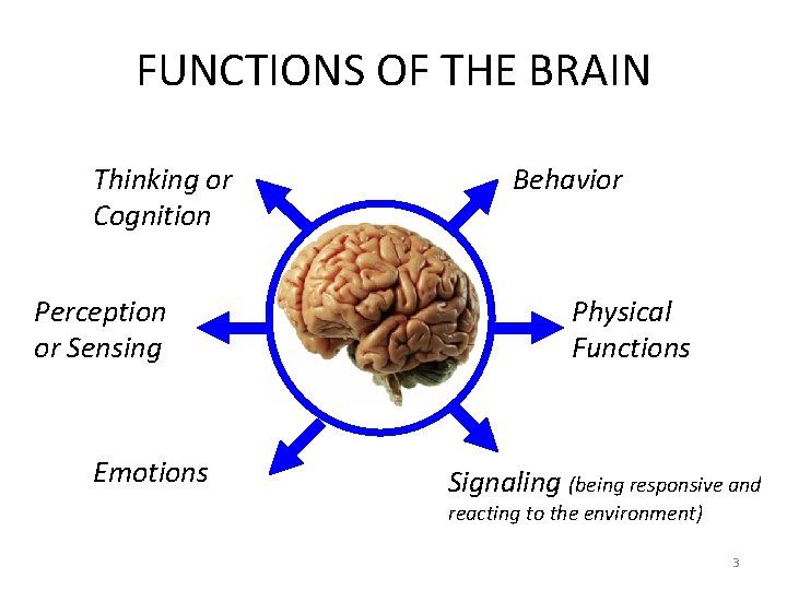 FUNCTIONS OF THE BRAIN Thinking or Cognition Perception or Sensing Emotions Behavior Physical Functions