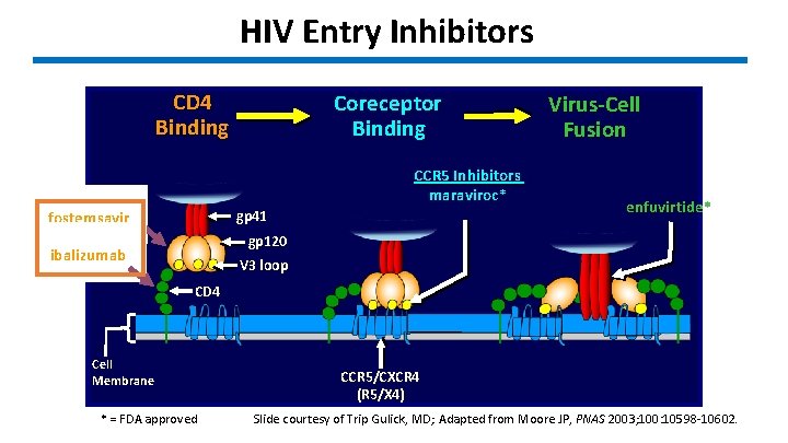 HIV Entry Inhibitors CD 4 Binding Coreceptor Binding CCR 5 Inhibitors maraviroc* gp 41