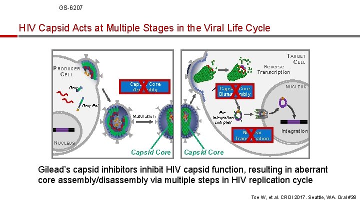 GS-6207 HIV Capsid Acts at Multiple Stages in the Viral Life Cycle TARGET CELL GS-6207 HIV Capsid Acts at Multiple Stages in the Viral Life Cycle TARGET CELL