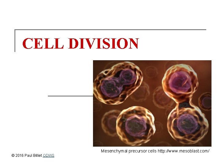 CELL DIVISION © 2016 Paul Billiet ODWS Mesenchymal precursor cells http: //www. mesoblast. com/
