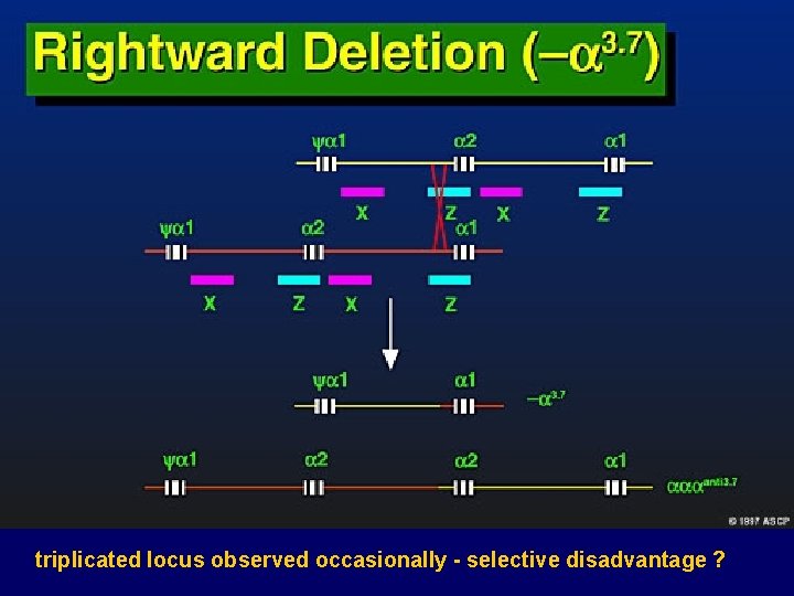 triplicated locus observed occasionally - selective disadvantage ? 