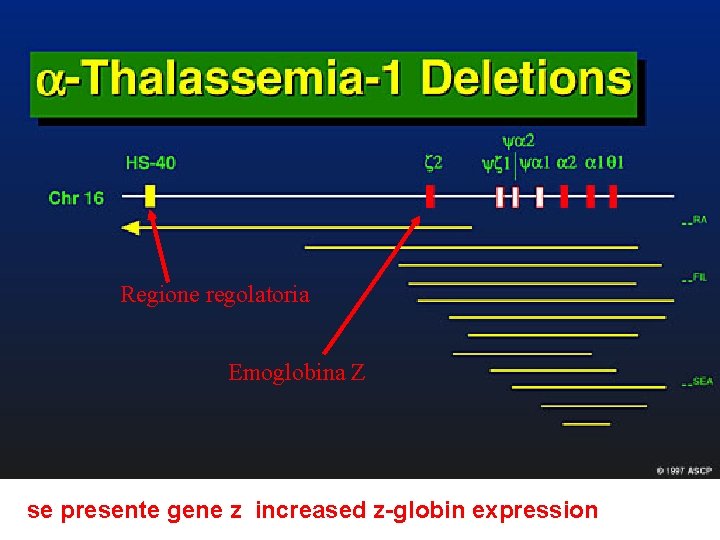 Regione regolatoria Emoglobina Z se presente gene z increased z-globin expression 