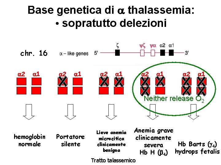 Base genetica di thalassemia: • sopratutto delezioni chr. 16 2 1 2 2 2
