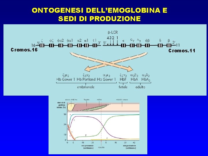 ONTOGENESI DELL’EMOGLOBINA E SEDI DI PRODUZIONE Cromos. 16 Cromos. 11 