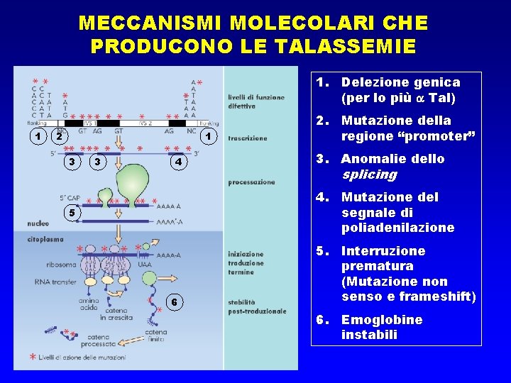 MECCANISMI MOLECOLARI CHE PRODUCONO LE TALASSEMIE 1. Delezione genica (per lo più Tal) 1