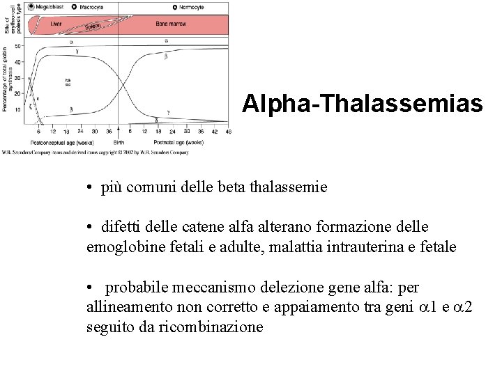 Alpha-Thalassemias • più comuni delle beta thalassemie • difetti delle catene alfa alterano formazione