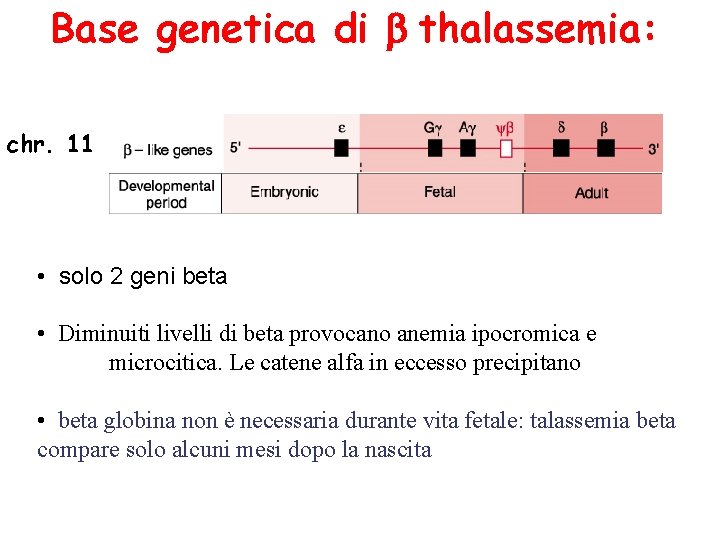 Base genetica di thalassemia: chr. 11 • solo 2 geni beta • Diminuiti livelli