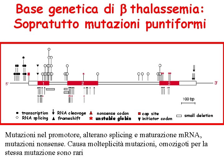 Base genetica di thalassemia: Sopratutto mutazioni puntiformi transcription RNA splicing RNA cleavage frameshift *