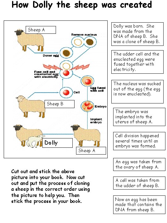 How Dolly the sheep was created Dolly was