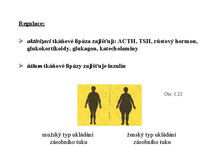 Regulace: Ø aktivizaci tkáňové lipáza zajišťují: ACTH, TSH, růstový hormon, glukokortikoidy, glukagon, katecholaminy Ø