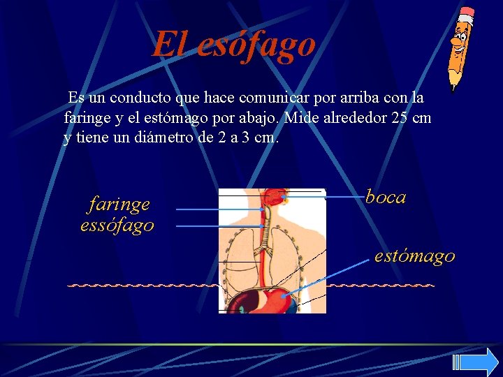 El esófago Es un conducto que hace comunicar por arriba con la faringe y