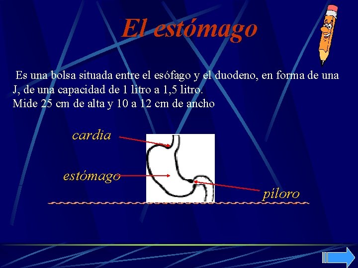 El estómago Es una bolsa situada entre el esófago y el duodeno, en forma