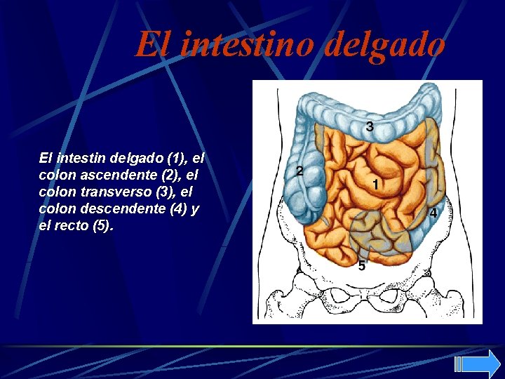 El intestino delgado El intestin delgado (1), el colon ascendente (2), el colon transverso