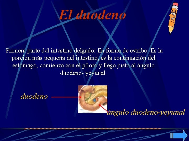 El duodeno Primera parte del intestino delgado: En forma de estribo. Es la porción