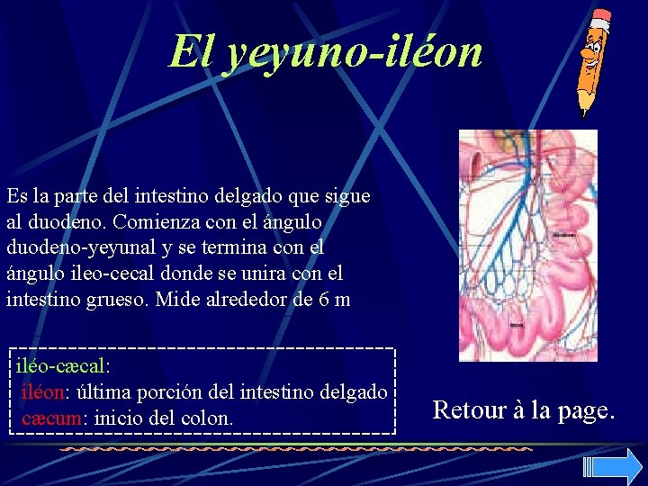 El yeyuno-iléon Es la parte del intestino delgado que sigue al duodeno. Comienza con