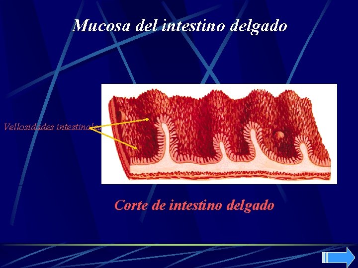 Mucosa del intestino delgado Vellosidades intestinales Corte de intestino delgado 