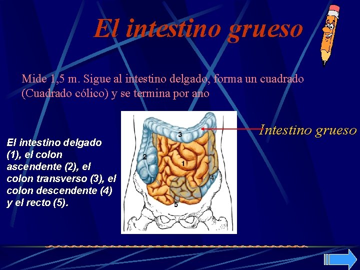 El intestino grueso Mide 1, 5 m. Sigue al intestino delgado, forma un cuadrado