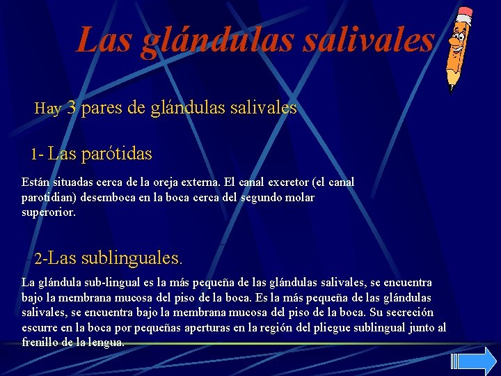 Las glándulas salivales Hay 3 pares de glándulas salivales 1 - Las parótidas Están