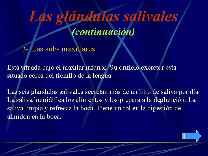 Las glándulas salivales (continuación) 3 - Las sub- maxillares Está situada bajo el maxilar