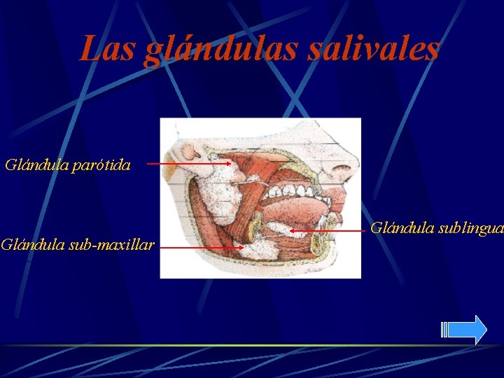 Las glándulas salivales Glándula parótida Glándula sub-maxillar Glándula sublingua 
