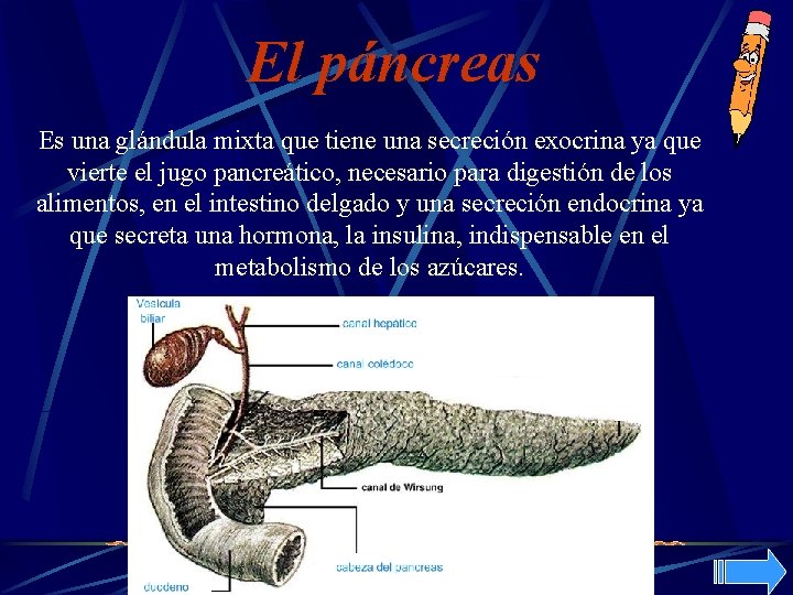 El páncreas Es una glándula mixta que tiene una secreción exocrina ya que vierte