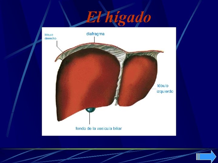 El hígado 