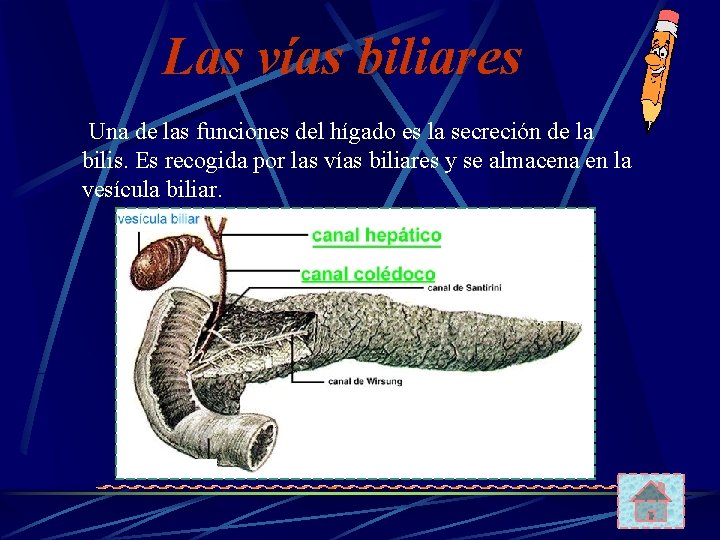 Las vías biliares Una de las funciones del hígado es la secreción de la