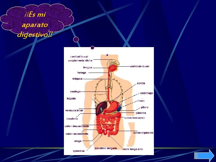 ¡¡Es mi aparato digestivo!! 