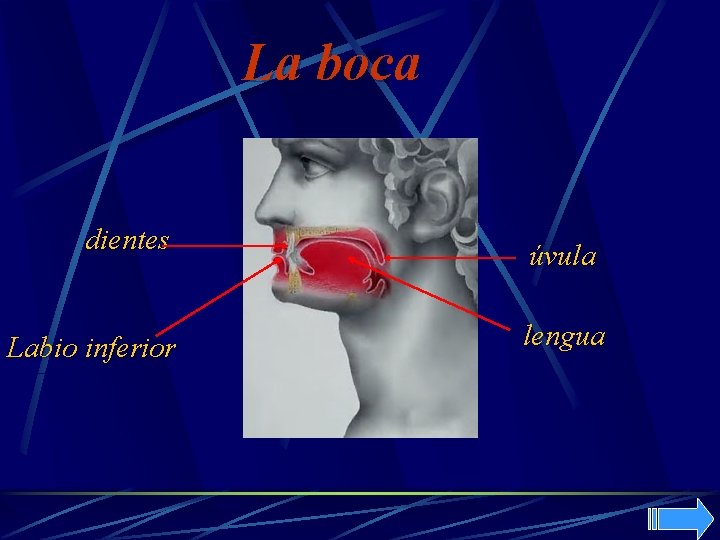 La boca dientes Labio inferior úvula lengua 