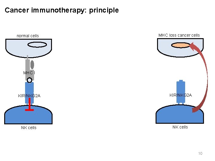 Cancer immunotherapy: principle normal cells MHC loss cancer cells MHC I KIR/NKG 2 A