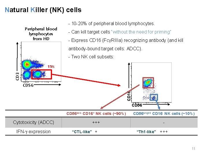 Natural Killer (NK) cells Peripheral blood lymphocytes from HD - 10 -20% of peripheral