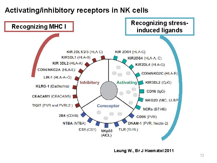 Activating/inhibitory receptors in NK cells Recognizing MHC I Recognizing stressinduced ligands Leung W. ,