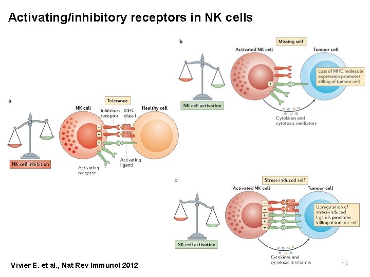 Activating/inhibitory receptors in NK cells Vivier E. et al. , Nat Rev Immunol 2012