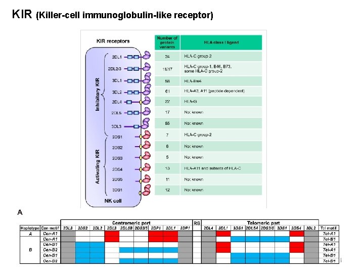 KIR (Killer-cell immunoglobulin-like receptor) 14 
