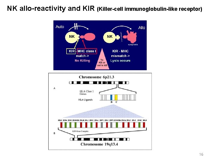 NK allo-reactivity and KIR (Killer-cell immunoglobulin-like receptor) 16 