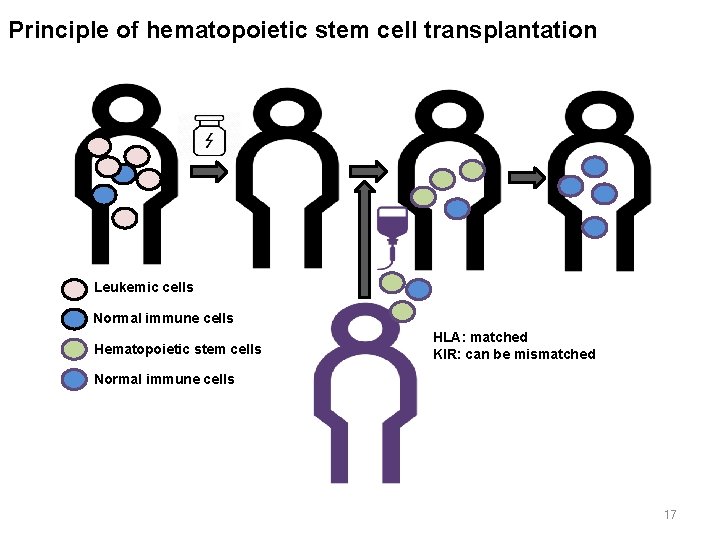 Principle of hematopoietic stem cell transplantation Leukemic cells Normal immune cells Hematopoietic stem cells
