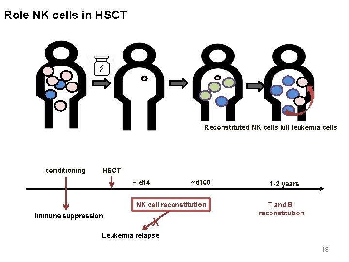 Role NK cells in HSCT Reconstituted NK cells kill leukemia cells conditioning HSCT ~d