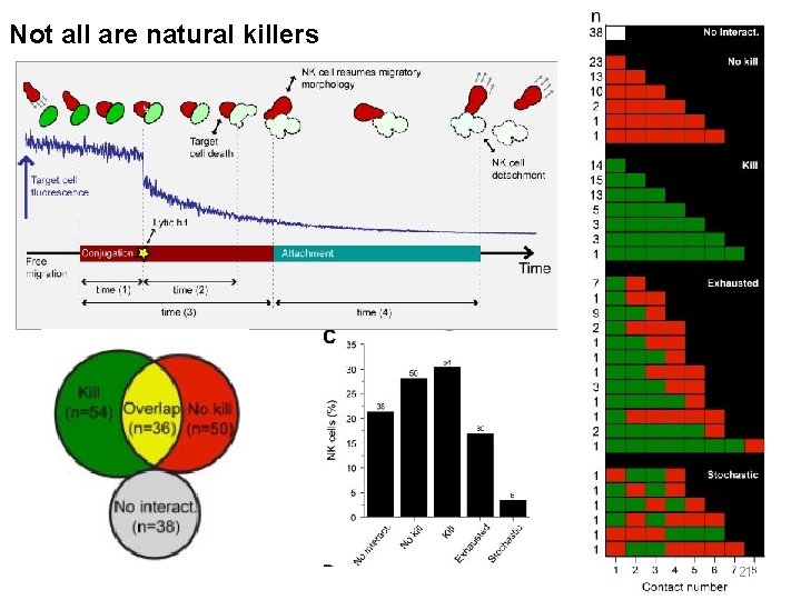 Not all are natural killers 21 