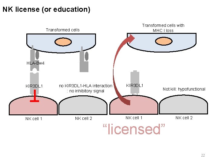 NK license (or education) Transformed cells with MHC I loss Transformed cells HLA-Bw 4