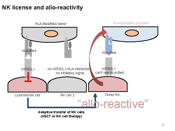 NK license and allo-reactivity HLA-Bw 6/Bw 6 recipient HLA-Bw 4/Bw 4 donor HLA-Bw 4