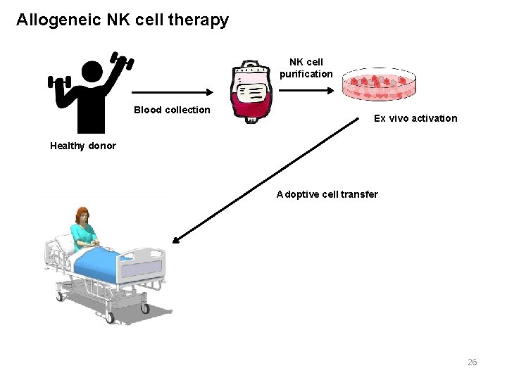 Allogeneic NK cell therapy NK cell purification Blood collection Ex vivo activation Healthy donor
