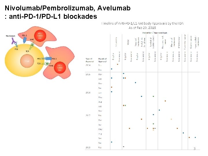 Nivolumab/Pembrolizumab, Avelumab : anti-PD-1/PD-L 1 blockades 3 