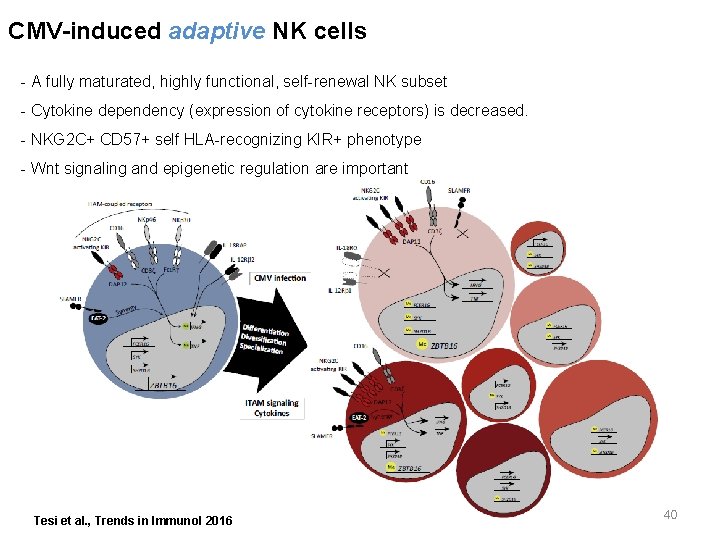 CMV-induced adaptive NK cells - A fully maturated, highly functional, self-renewal NK subset -