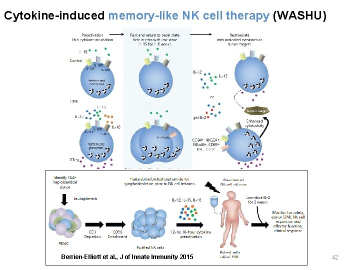 Cytokine-induced memory-like NK cell therapy (WASHU) Berrien-Elliott et al. , J of Innate Immunity