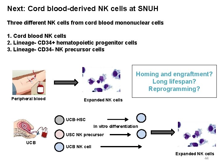 Next: Cord blood-derived NK cells at SNUH Three different NK cells from cord blood