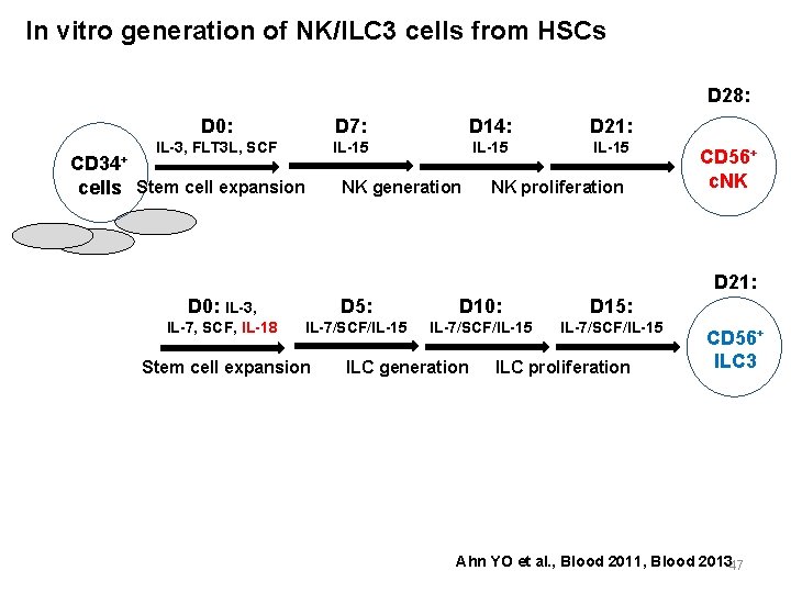 In vitro generation of NK/ILC 3 cells from HSCs D 28: CD 34+ D