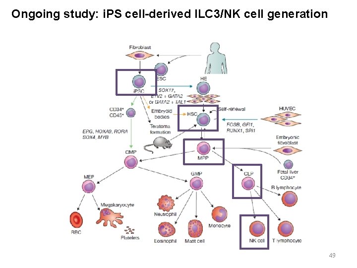 Ongoing study: i. PS cell-derived ILC 3/NK cell generation 49 